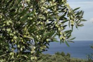 Zeytin Fidanlar